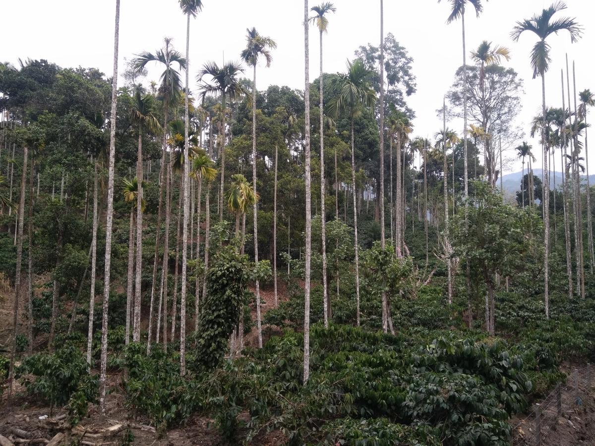 Wayanad Royal Stream Kalpetta Exterior foto